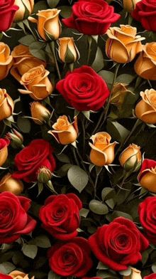 a bunch of red and yellow roses against a black background