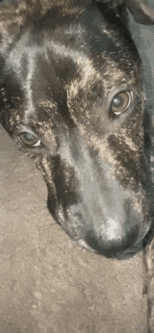 a close up of a dog 's face with a blue eye