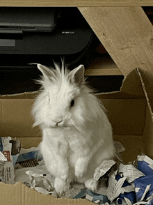 a white rabbit sits in a cardboard box next to a hp printer