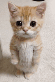 a small orange and white cat standing on its hind legs