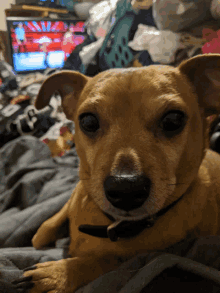 a small brown dog is laying on a bed in front of a tv