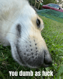 a dog laying in the grass with the words you dumb as fuck written below it