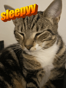 a cat with the word sleepy on it 's head