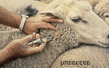 a person is injecting a sheep with a syringe and the sheep has the number 333333 on its neck