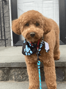 a small brown dog wearing a blue and white bandana