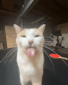 a cat sticking its tongue out in front of a table tennis paddle