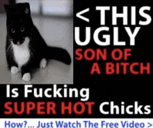 a black and white cat with the words this ugly son of a bitch is fucking super hot chicks below it