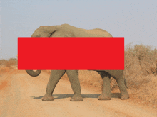 a large elephant is walking down a dirt road with a red rectangle covering its face