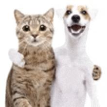 a cat and a dog are posing for a picture together on a white background .