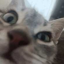 a close up of a cat 's face with its eyes wide open