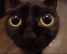 a close up of a black cat 's eyes