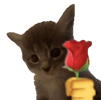 a kitten holds a red rose in its fist