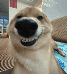 a close up of a dog 's face with a smiley face