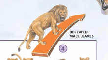 a drawing of a lion standing on top of an orange arrow with the words defeated male leaves below it