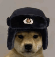 a dog wearing a military hat with a red star on it .