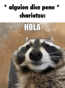 a picture of a raccoon with a caption that says hola on it