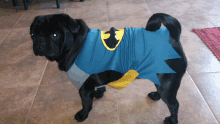 a black pug dog is wearing a blue shirt with a yellow bat on it