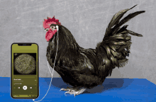 a rooster wearing headphones listening to a song called black gold