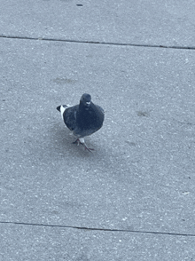 a black and white pigeon standing on a concrete sidewalk