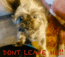 a picture of a dog with the words " do n't leave me " written on it