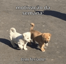 two puppies standing next to each other on a street with a caption that says motivation da semana tem feriado