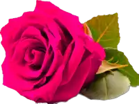 a bright pink rose with a green leaf on a white background