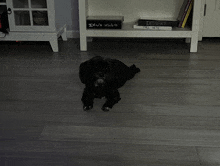 a black dog is laying on the floor in front of a book titled dessert