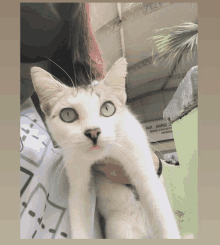 a person is holding a white cat in front of a sign that says ' jland ' on it