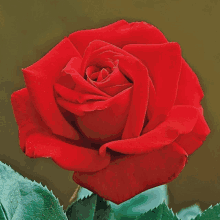 a close up of a red rose surrounded by green leaves