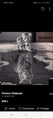 a picture of a kitten reflected in a puddle of water