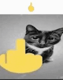 a black and white photo of a cat with a yellow thumbs up .