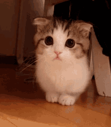 a brown and white cat is standing on its hind legs on a wooden floor and looking at the camera .