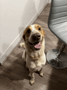 a brown and white dog sitting on a wooden floor with its tongue out