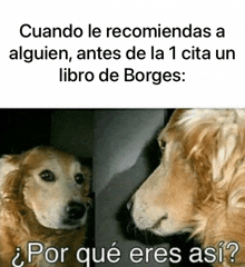 a dog is looking at its reflection in a mirror and asking " por que eres a si "