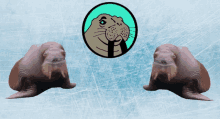 two walruses are sitting next to each other on a blue surface