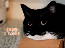 a black and white cat sitting on a box with i agree written in orange