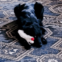 a black dog laying on a blue and white rug with a stuffed animal in its mouth