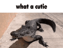 a picture of an alligator with the words what a cutie above it