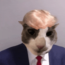 a cat in a suit and tie has donald trump 's hair on its head