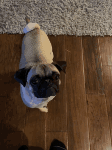 a pug dog looking up at the camera on a wood floor