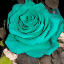 a close up of a turquoise rose with a dark background