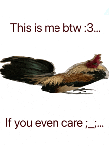 a picture of a rooster with the words " this is me btw 3 ... if you even care " below it