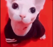 a white cat wearing a black sweater on a red background .