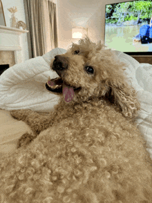 a dog laying on a bed with its tongue out