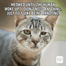 a picture of a cat with the caption meowed until the human woke up