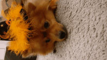 a small dog wearing an orange feather headband is laying on a carpet