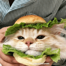 a cat is holding a hamburger with lettuce on top of it .