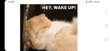 a picture of a cat with the words hey wake up on it