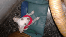 a small white dog wearing a red sweater is laying on a green cushion