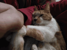 an orange and white cat is laying on a person 's lap and looking at the camera